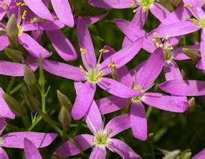 Fleurs de clematite